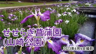 【4K】山崎公園（せせらぎ菖蒲園）のハナショウブ・埼玉県富士見市（2023年6月4日） [upl. by Whittaker]