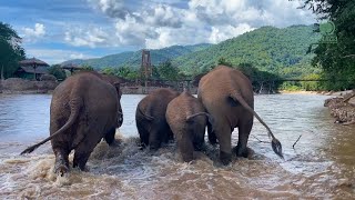 Returning Home to Elephant Nature Park  ElephantNews [upl. by Zelig]