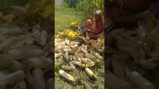 P3302 makka ki fasal हाईब्रिड मक्का shorts agriculture [upl. by Standford]