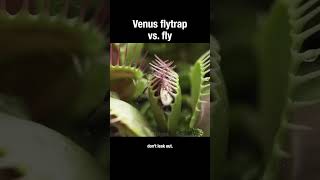 Venus flytrap vs fly venusflytrap carnivore plants truefacts [upl. by Omarr]