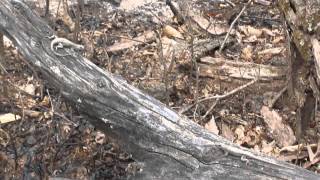 Northern Fence Lizard Courting [upl. by Zahara]