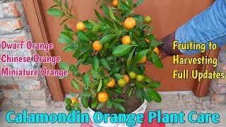 Calamondin  Orange Plant Care  How To Grow And Care For Chinese Orange [upl. by Aivatahs69]