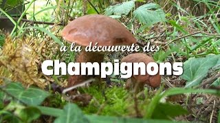 Les champignons comestibles [upl. by Honey500]