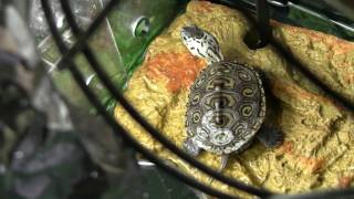 Carolina Diamondback Terrapin concentric [upl. by Imoian]