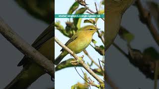 The Chiffchaffs Singlesyllable Call  Bird Sounds shorts [upl. by Asilehc]