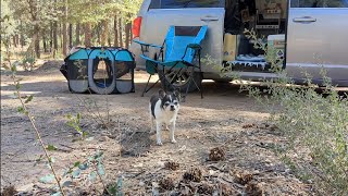 My Dog Had an EKG  Heres What the Cardiologist Found ❤️  Solo Female Van Life With Senior Dog [upl. by Sutsugua701]