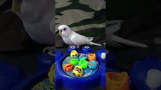 Periquito 🐦 jugando con sus pescaditos virals video budgies parrot funny CUTE [upl. by Chrisse711]