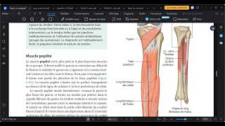 Dloge posterieur muscles profond [upl. by Modeste]