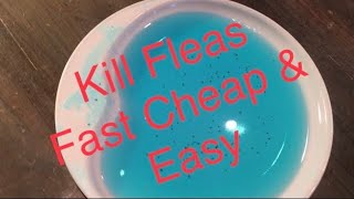 How to Get Rid of Fleas Fast Cheap and Easy See Links  Info in Description 👇🏻 [upl. by Saqaw]