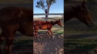 Caboolture Horse Sale “RSR Time Cat” [upl. by Haleemaj]