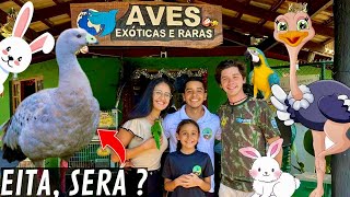 Aves Exóticas e Raras  Ganso Cereopsis  filhote de avestruz  Quem é o Koji   Aves Recriar [upl. by Riddle459]