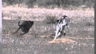 Saluki  Mystic  Open Field Coursing [upl. by Dustan]