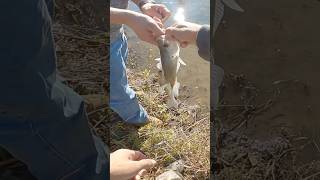 Fall Crappie Fishing [upl. by Asyal415]