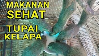 Rahasia MAKANAN tupai GEMUK [upl. by Shirl307]