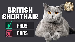 British Shorthair Cat The Pros amp Cons of Owning One [upl. by Silisav171]