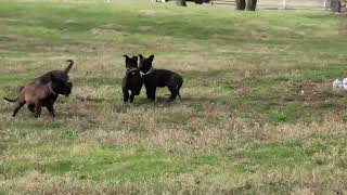 Belgian Malinois Puppies For Sale [upl. by Aniluap904]