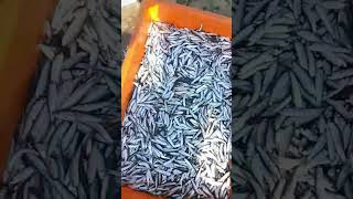 Suman sahani Dry fish market jagiroad assam [upl. by Aketal]