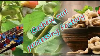 Cashew nut processing Factory [upl. by Om]