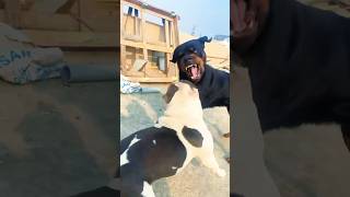 Pitbull vs Rottweiler real fight pitbullkutta dogshorts rottweilerdog pitbullshorts dogfights [upl. by Aicekat]