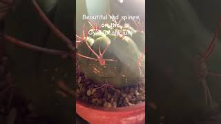 Gymnocalycium showing off red spines cactus gymnocalycium houseplants indoorplants [upl. by Enerol]