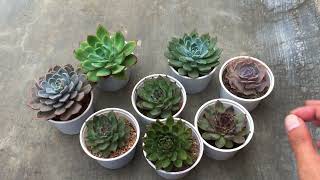 LET’S TALK ABOUT SOME MISTAKES WITH SUCCULENT KEEPING [upl. by Walling880]