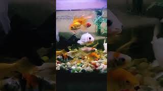 Kali muskan mar gai Achanak mollyfish fish goldfish aquarium pets subscribe shorts short [upl. by Follansbee654]