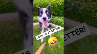 🐶 Dogs Being Dog Gone Hilarious Part 40 🐾😂 funny [upl. by Olsson100]