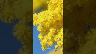 silverwattleormimosaflowerADLaB reels flowers garden [upl. by Nuahs861]