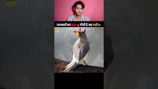 Facts about Oxpecker Bird 🐦  khoon pine wali chidiya 🐦😱  facts created by TheFact 😊 facts [upl. by Naitsyrk821]