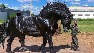 Most Powerful Horse Breed in the world [upl. by Sharity651]