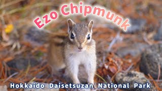 4K  Ezo Chipmunk  Daisetsuzan National Park in Hokkaido [upl. by Tama]