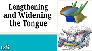 08 Lengthening and Widening the Tongue  Learning to Control Your Neck and Head [upl. by Eltrym89]