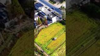 A busy harvest season in the golden rice fields of E Chinas Jiangxi [upl. by Airat222]