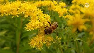 Honey bees Bee hive  Informative Relaxing Musical video  Bee keeping [upl. by Amber430]