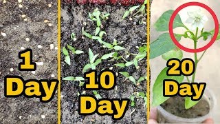 केवल 20 दिनों में पाए मिर्च के पौधे से मिर्च। grow chilli plant from seeds easy and very fast [upl. by Aihsila]