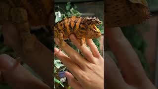 Female panther chameleon [upl. by Odel]