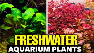 The 30 BEST Freshwater Aquarium Plants [upl. by Arlee637]