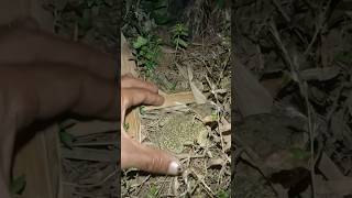 Bull frog catching।funny frog vedio funnyfrog frogs frog reels [upl. by Turtle698]