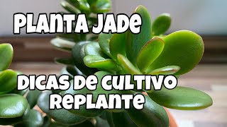 Planta Jade  Crassula Ovata de Folhas Pequenas  Como Cuidar e Replantar [upl. by Wampler]