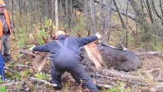 Monster Maine Bull Moose taken in Zone 1 [upl. by Evonne]