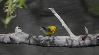 Prothonotary Warbler Protonotaria citrea foraging [upl. by Assener]