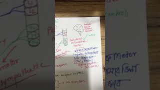 Micturation ReflexAtonic BladderAutomatic BladderHypertonic Bladder [upl. by Gnaig]