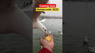 Mahakumbh 2025 Coming Soon  mahakumbh2025 kumbh prayagraj viralvideo trending [upl. by Leahcim]