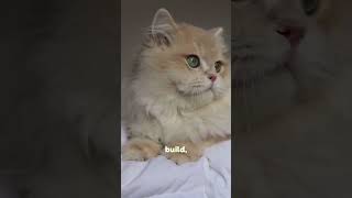 Scottish Fold vs British Shorthair Shorts [upl. by Eseila672]