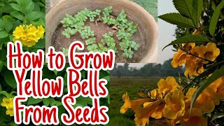 How to Grow Yellow Bells plants From SeedsTecoma Stans Seedlings  Gardening and Junk Art [upl. by Lazar257]