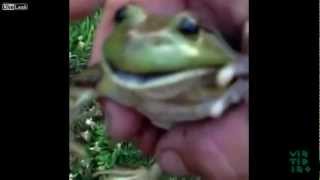 Funny Screaming Frog Compilation [upl. by Arinaj338]