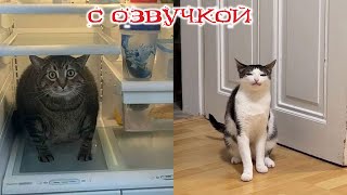 ПРИКОЛЫ С КОТАМИ Самая смешная ОЗВУЧКА животных ДО СЛЁЗ [upl. by Roht]