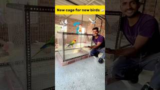 New cage for new birds 🦢 petlover minivlog budgiesfam pigeon kabutar birds budgies [upl. by Maurita]