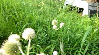 Rattlesnake Master Eryngium yuccifolium part 1 [upl. by Ytiak]