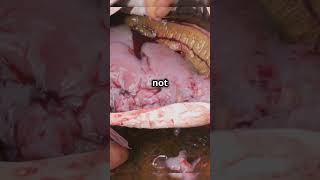 Unbelievable Facts About The Hagfish [upl. by Aekin126]